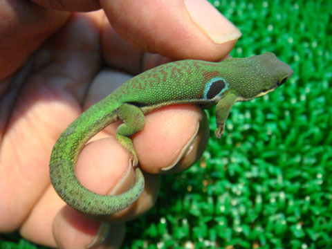 ヨツメヒルヤモリ(11)