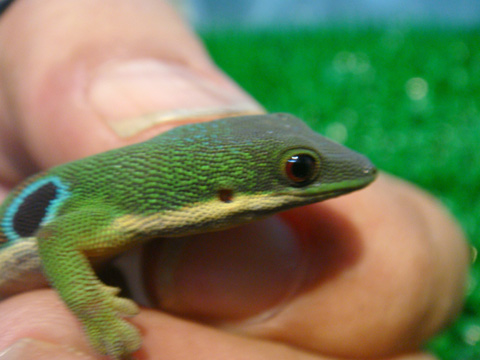 ヨツメヒルヤモリ(12)