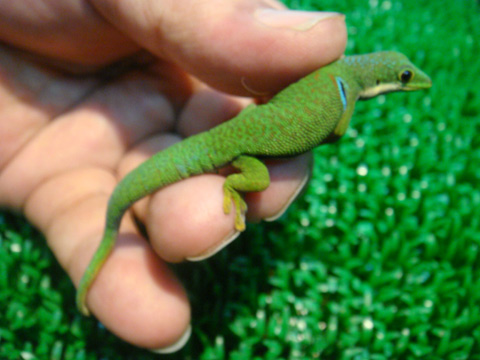 ヨツメヒルヤモリ(9)