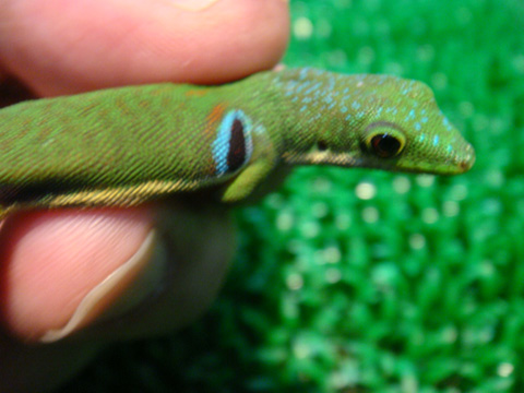 ヨツメヒルヤモリ(10)