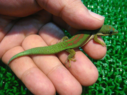 ヘリスジヒルヤモリ(7)