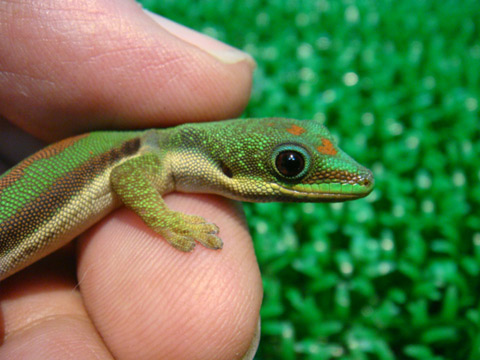 ヘリスジヒルヤモリ(8)