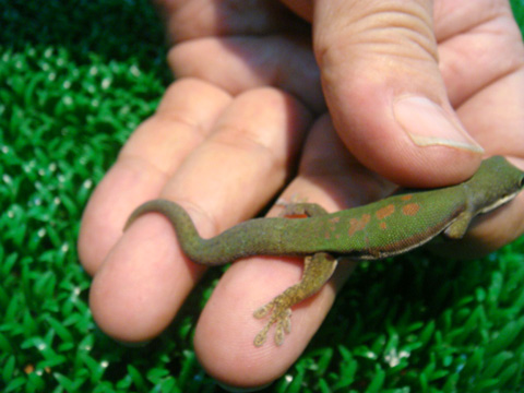 ヘリスジヒルヤモリ(9)
