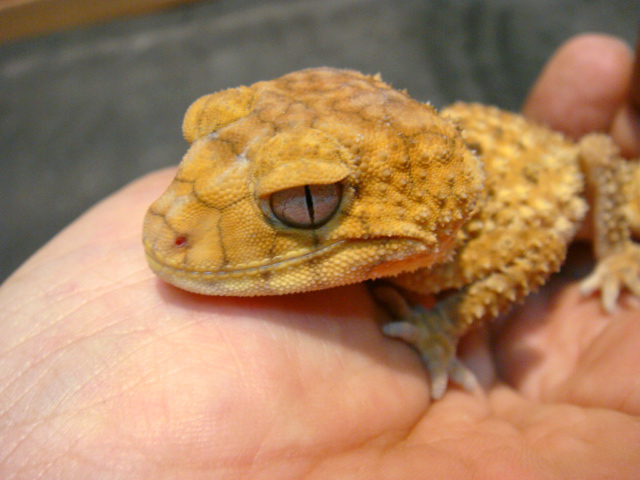 オニタマオヤモリ(8)