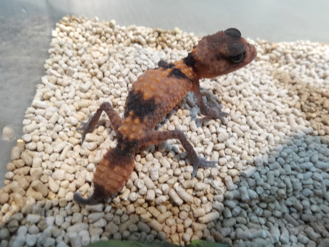 オビタマオヤモリ(1)