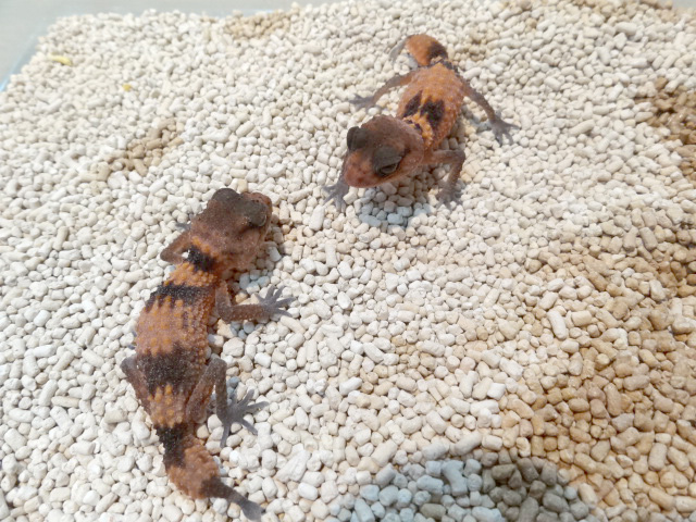 オビタマオヤモリ(3)