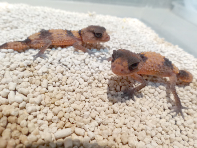 オビタマオヤモリ(4)