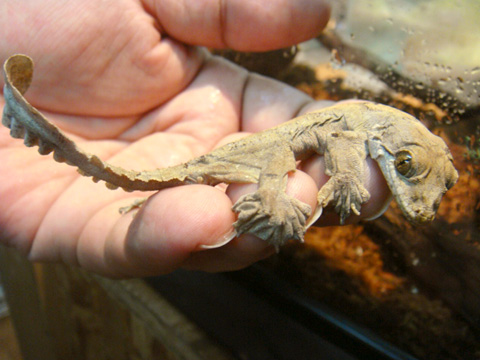 パラシュートゲッコー(3)