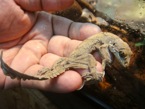 パラシュートゲッコー(4)