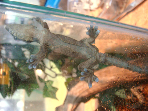 パラシュートゲッコー(5)