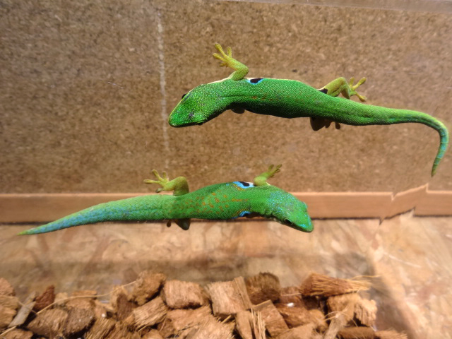 ヨツメヒルヤモリ(7)