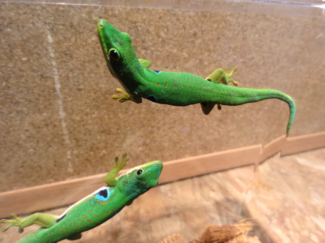 ヨツメヒルヤモリ(8)