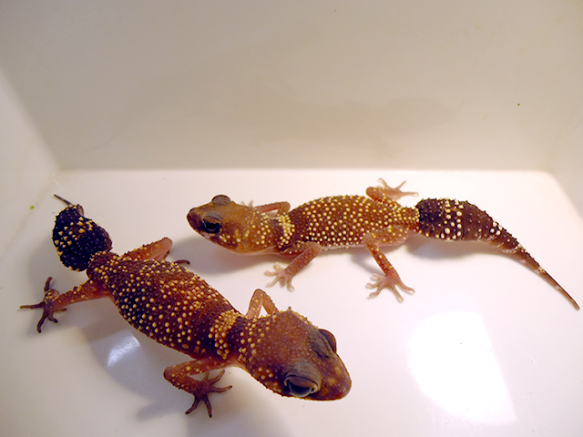 アンダーウッディサウルス(9)