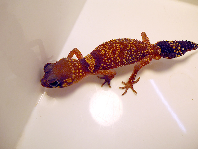 アンダーウッディサウルス(10)