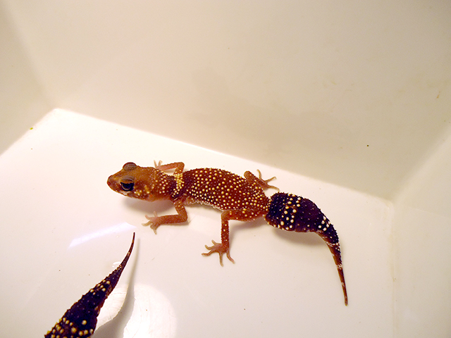 アンダーウッディサウルス(11)