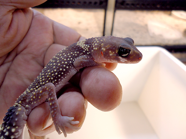 アンダーウッディサウルス(12)