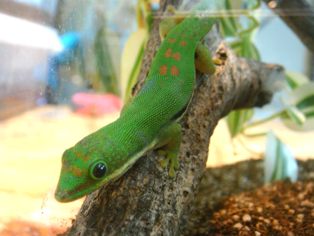 ヘリスジヒルヤモリ(1)