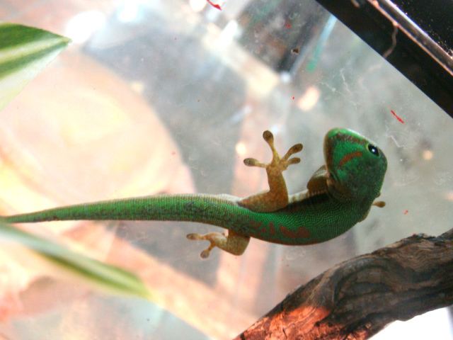 ヘリスジヒルヤモリ(2)