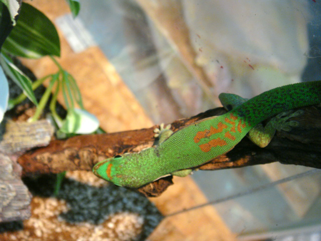 ヘリスジヒルヤモリ(3)