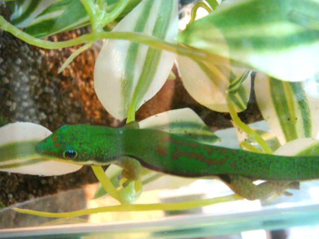 ヘリスジヒルヤモリ(4)