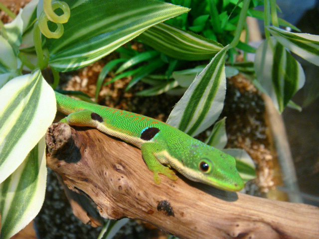 ヨツメヒルヤモリ(1)