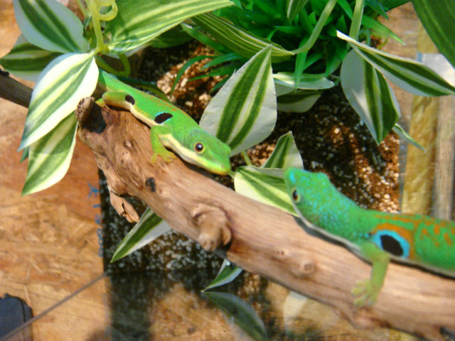 ヨツメヒルヤモリ(2)