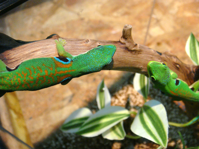 ヨツメヒルヤモリ(3)