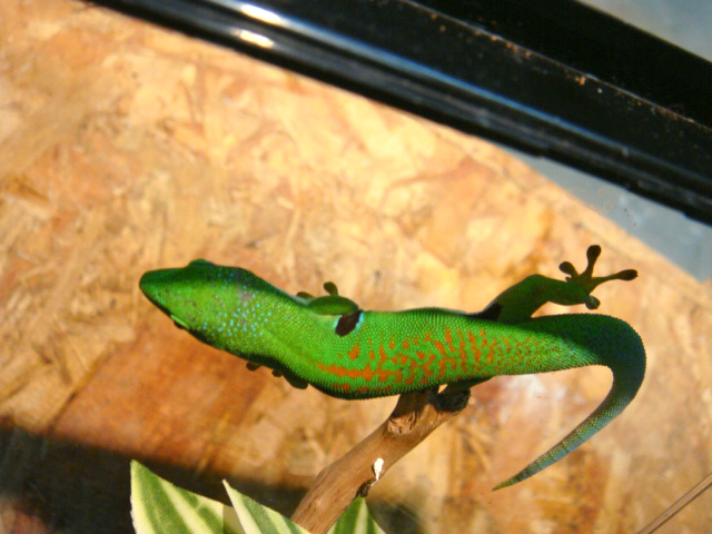 ヨツメヒルヤモリ(4)