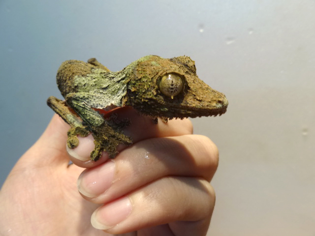 ヤマビタイヘラオヤモリ(10)