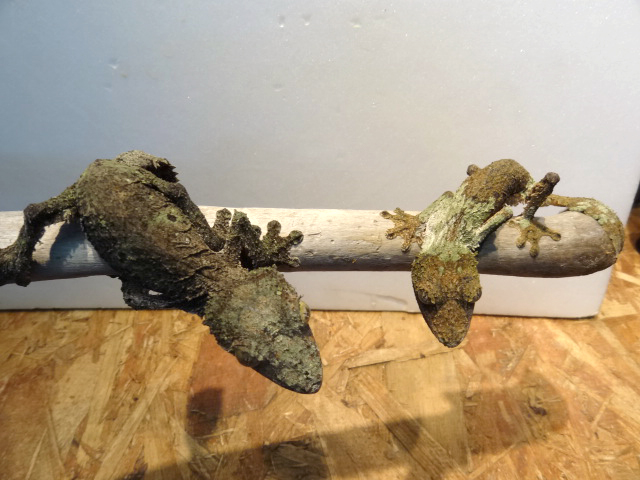 ヤマビタイヘラオヤモリ(9)