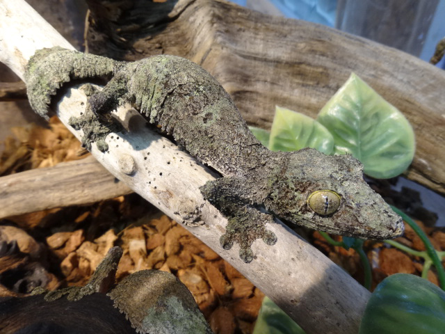 ヤマビタイヘラオヤモリ(11)