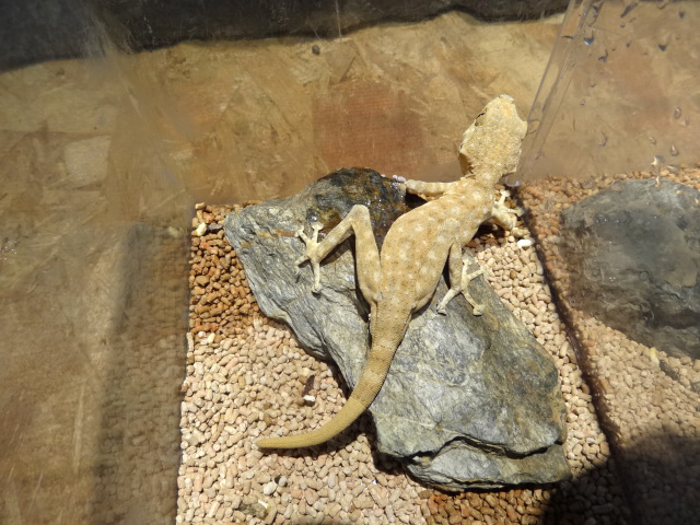 ゴマフウチワヤモリ(1)