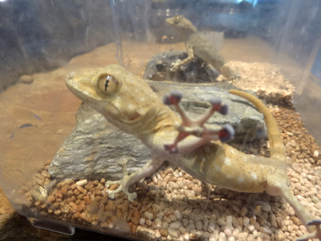 ゴマフウチワヤモリ(3)