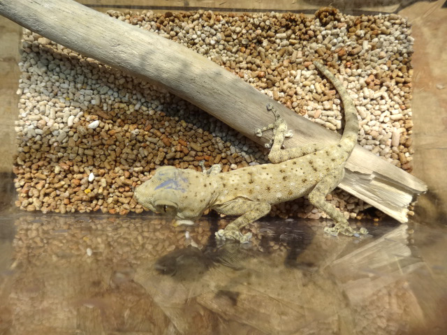 ゴマフウチワヤモリ(2)