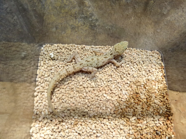 トゲオボウユビヤモリ(1)