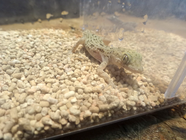 トゲオボウユビヤモリ(2)