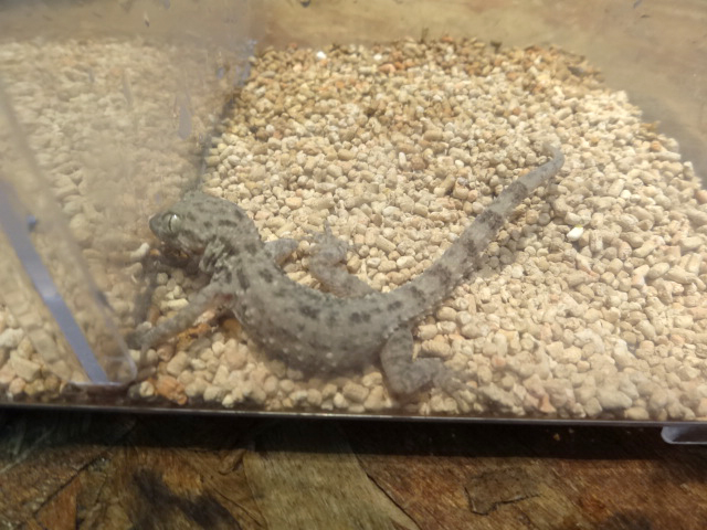 トゲオボウユビヤモリ(3)