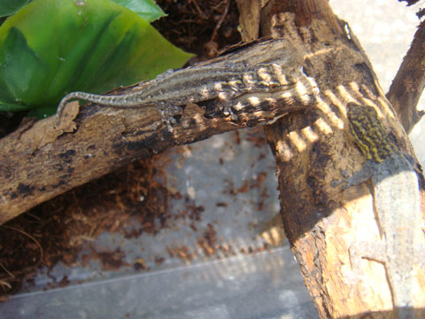 キガシラマルメヤモリ(1)