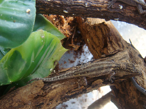 キガシラマルメヤモリ(2)