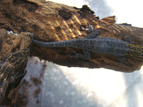 キガシラマルメヤモリ(3)