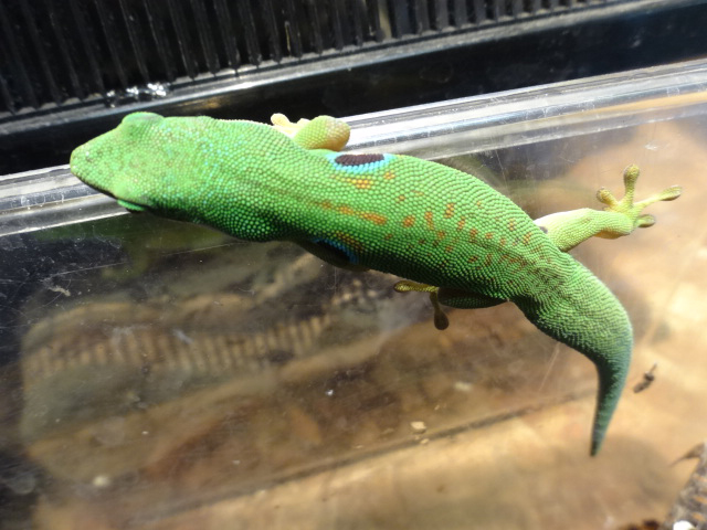 ヨツメヒルヤモリ(5)