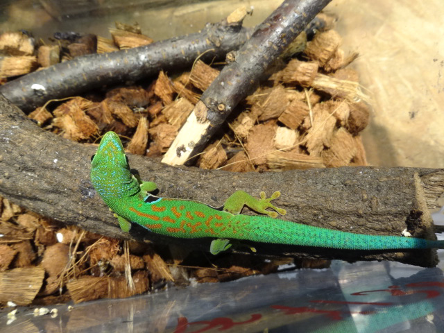 ヨツメヒルヤモリ(6)