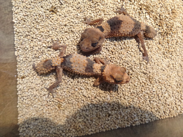 オビタマオヤモリ(8)