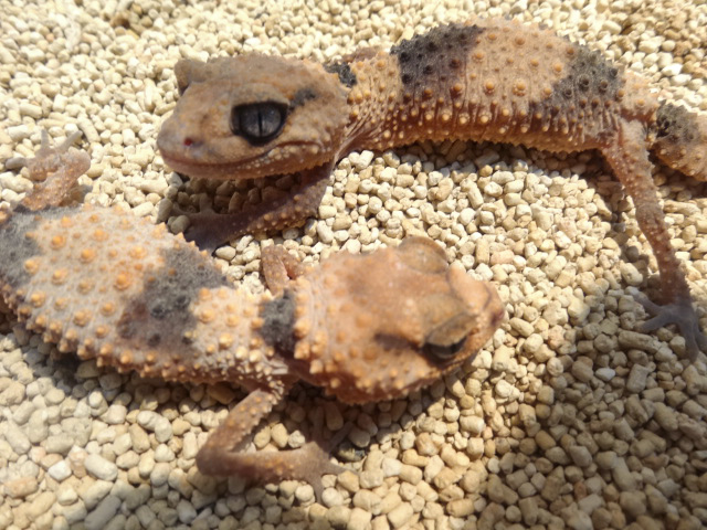 オビタマオヤモリ(9)