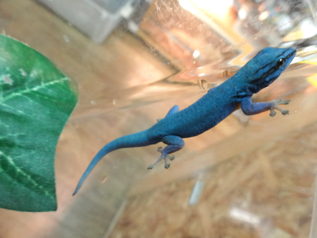 ブルーゲッコー