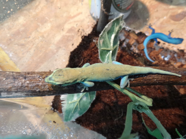 ブルーゲッコー(4)