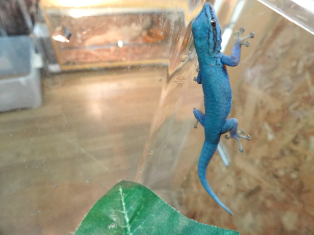 ブルーゲッコー(3)