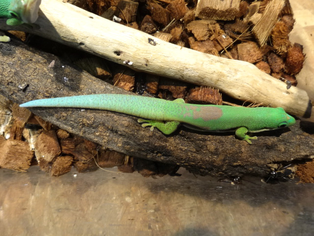 ヘリスジヒルヤモリ(6)