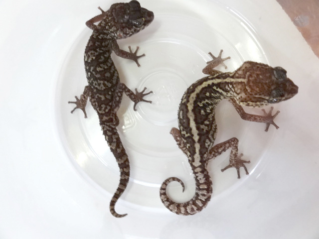 ソメワケササクレヤモリ