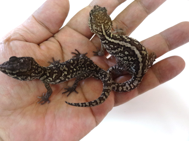 ソメワケササクレヤモリ(2)